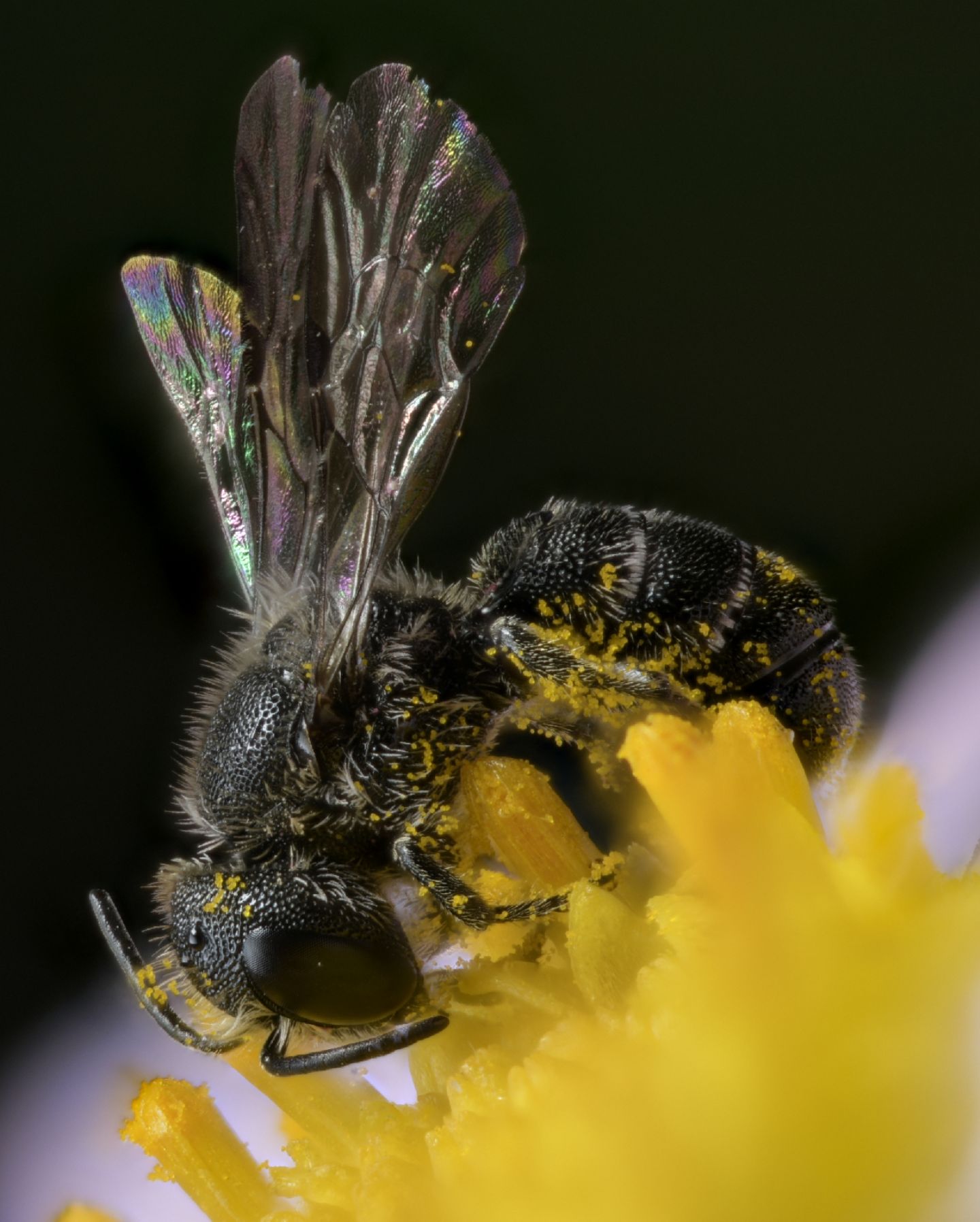 Apidae Megachilinae : Heriades sp. (cfr.), femmina